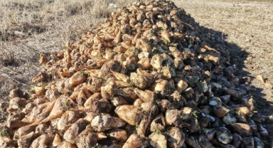 Kahramanmaraş’ta 32 bin ton şeker üretildi