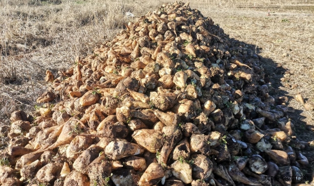 Kahramanmaraş’ta 32 bin ton şeker üretildi