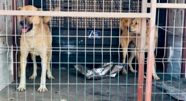 Kahramanmaraş’ta köpek dövüştürücülerine rekor ceza