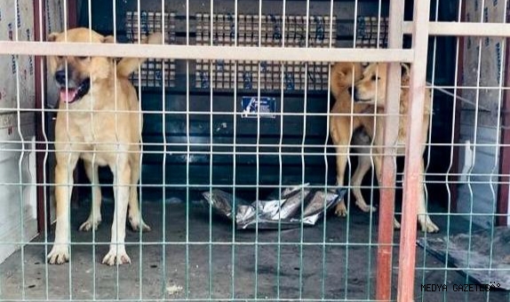 Kahramanmaraş’ta köpek dövüştürücülerine rekor ceza