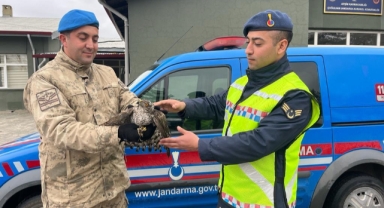 Yaralı Atmaca’ya jandarma ekipleri sahip çıktı