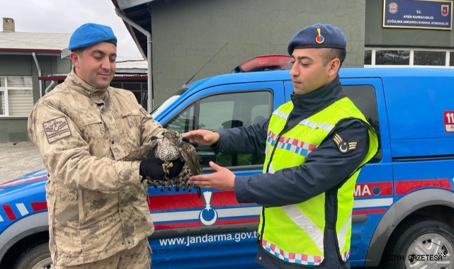 Yaralı Atmaca’ya jandarma ekipleri sahip çıktı