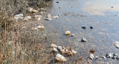 Kahramanmaraş’ta Nilüfer Çiçekleri havzası tehdit altında