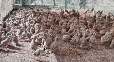 Kahramanmaraş’ta 10 bin kınalı keklik üretildi