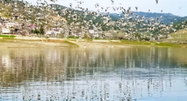 Kahramanmaraş’ta toplu balık ölümleri endişe veriyor