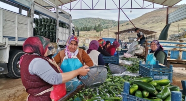 KAHRAMANMARAŞ'TA SALATALIK HASADI BAŞLADI: 35 BİN TON REKOLTE BEKLENİYOR
