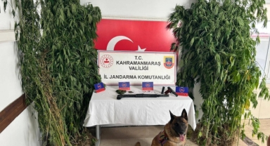 Kahramanmaraş’ta kenevir operasyonu