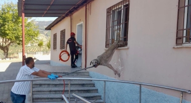 Demir korkuluklara sıkışan köpek itfaiye ekiplerince kurtarıldı