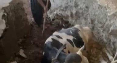 Kahramanmaraş’ta bodruma düşen inek kurtarıldı