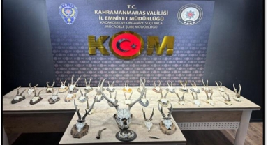 Kahramanmaraş’ta Karaca ve Geyik Trofesi Kaçakçılığı Operasyonu