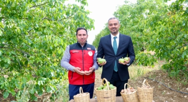 Başkan Toptaş, AB tescilli cevizlerin hasat şenliğine katıldı