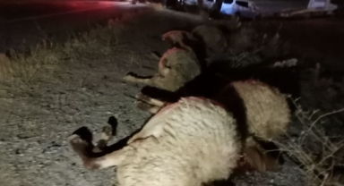 Elbistan’da otomobil koyun sürüsüne daldı