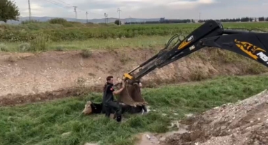 Kahramanmaraş’ta dere yatağına düşen inekler için kurtarma operasyonu