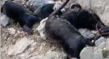 Yıldırım Düşmesi Sonucu Çoban Hayatını Kaybetti
