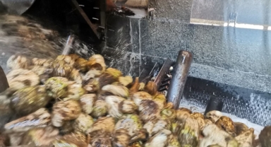 Kahramanmaraş’ta 71 bin ton kristal şeker üretildi