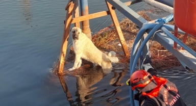 Kahramanmaraş’ta su kanalına düşen köpeğin imdadına itfaiye ekipleri yetişti