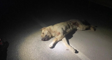 Elbistan‘da otomobilin çarptığı köpek telef oldu