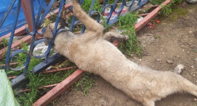 Demir korkuluklara sıkışan köpek itfaiye ekiplerince kurtarıldı