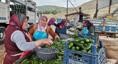 -KAHRAMANMARAŞ'TA SALATALIK HASADI BAŞLADI: 35 BİN TON REKOLTE BEKLENİYOR