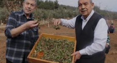 Kahramanmaraş’ta Salep Üretimi Yükselişte: MADO'dan Çiftçilere 10 Yıl Alım Garantisi