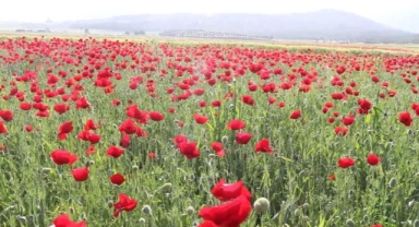 Kahramanmaraş'ta Sümbül ve Gelincikler Doğayı Süsledi