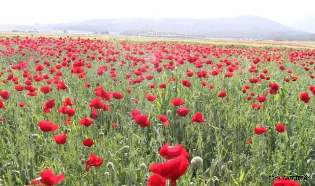 Kahramanmaraş'ta Sümbül ve Gelincikler Doğayı Süsledi