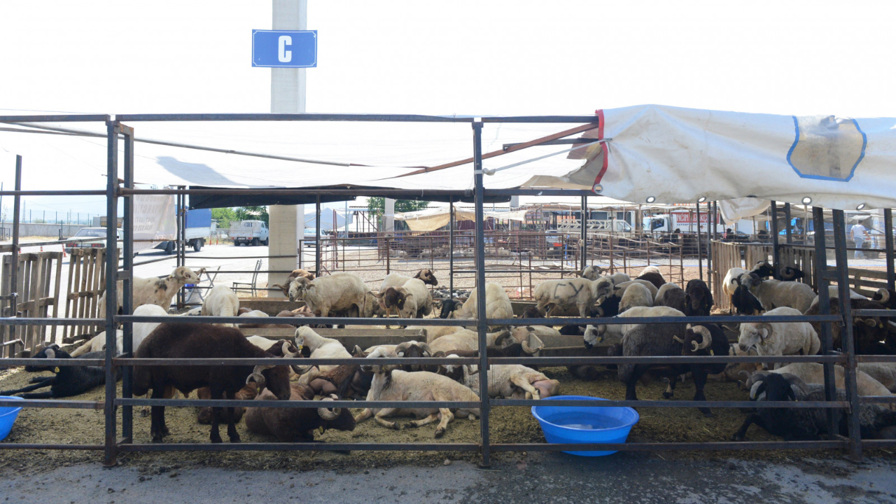 Kurbanlık Hayvan Satış Fiyatları Belirlendi