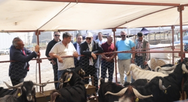 BAŞKAN AKPINAR, GEÇİCİ HAYVAN SATIŞ NOKTASINI ZİYARET ETTİ
