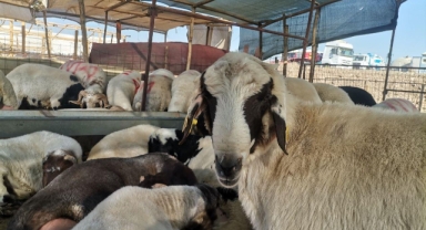 -Kahramanmaraş’ta Kurbanlık Telaşı