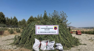 Kahramanmaraş’ta mısır tarlasında kenevir operasyonu