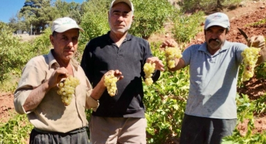 Kahramanmaraş’ta coğrafi işaretli kabarcık üzümünde hasat zammı