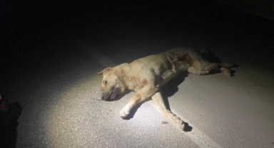 Kahramanmaraş’ta köpekleri zehirlediği iddiasıyla gözaltına alındı 