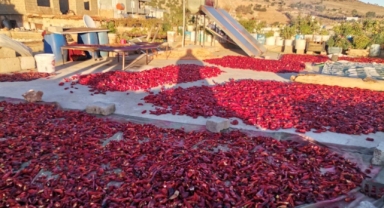 Kahramanmaraş’ta salça mesaisi 