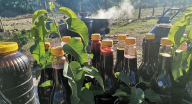 Andırın’da Tescilli Andız Pekmezi Üretimi Başladı