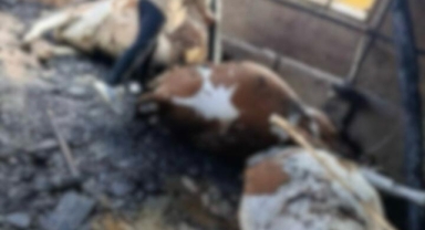 Kahramanmaraş’ta ahır yangını: 5 büyükbaş hayvan telef oldu