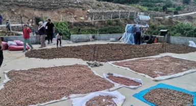 Kahramanmaraş’ta fındık yeni gelir kapısı oldu
