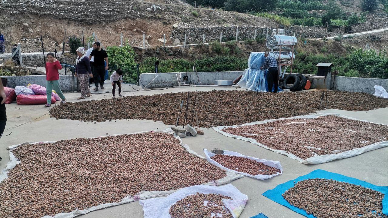 Kahramanmaraş’ta fındık yeni gelir kapısı oldu