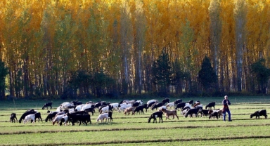 Kahramanmaraş’ta Sonbahar Cümbüşü