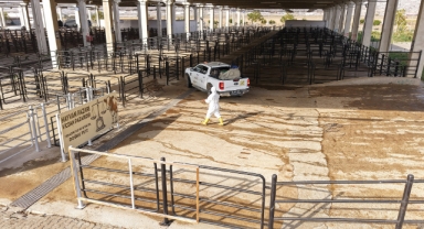 Büyükşehir’den Canlı Hayvan Pazarı’nda Halk Sağlığı İçin Kapsamlı Çalışma