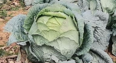 -Kahramanmaraş’ta Dev Lahanalar Pazara İndi