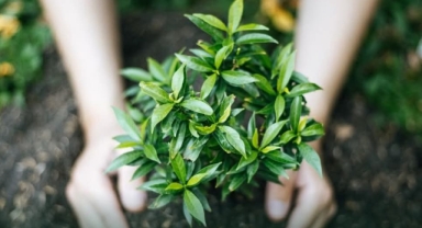 Elbistan’da “Bir Fidan, Bir Nefes” Seferberliği: Geleceğe Yeşil Bir Miras