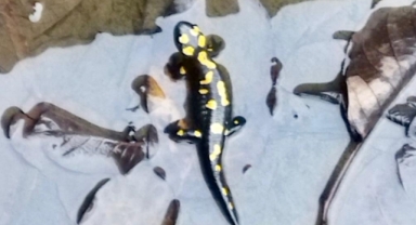 -Kahramanmaraş’ta Nesli Tehlike Altındaki Anadolu Semenderleri Havuzda Görüntülendi