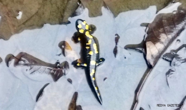 -Kahramanmaraş’ta Nesli Tehlike Altındaki Anadolu Semenderleri Havuzda Görüntülendi