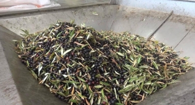 -Kahramanmaraş’ta 5 Bin Ton Sızma Zeytinyağı Üretildi