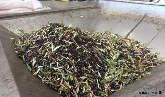 -Kahramanmaraş’ta 5 Bin Ton Sızma Zeytinyağı Üretildi