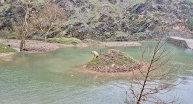 -Kahramanmaraş’ta Mahsur Kalan Köpek Kurtarıldı