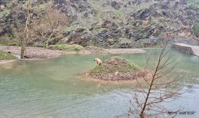 -Kahramanmaraş’ta Mahsur Kalan Köpek Kurtarıldı