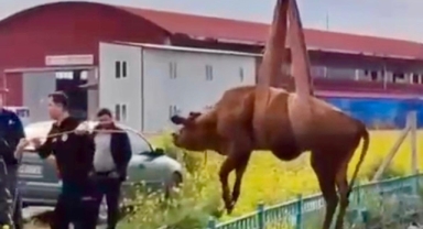 Kahramanmaraş’ta su kanalına düşen inek itfaiye ekiplerince kurtarıldı