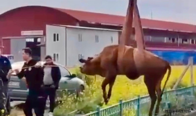 Kahramanmaraş’ta su kanalına düşen inek itfaiye ekiplerince kurtarıldı