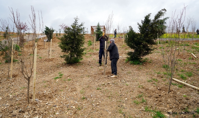 75 Bin Metrekarelik Yeşil Nefes… Karbon Yutak Alanı’nda Çalışmalar Sürüyor